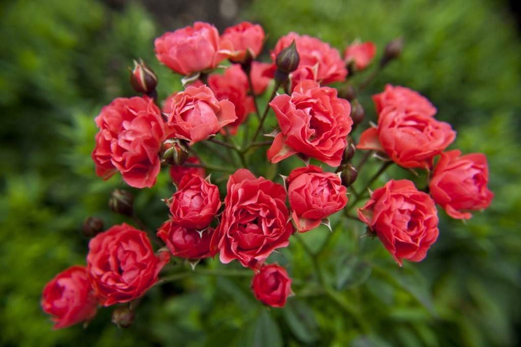 Что такое полиантовая роза, сорта, посадка и уход