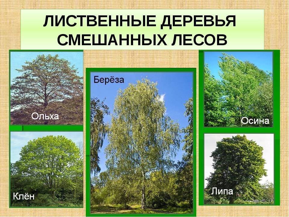 ✅ виды деревьев в средней полосе россии - сад62.рф