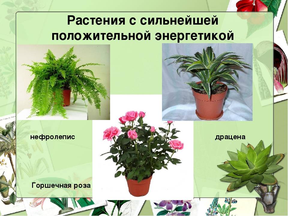 Полезные комнатные цветы: 8 лучших растений для дома - clauda