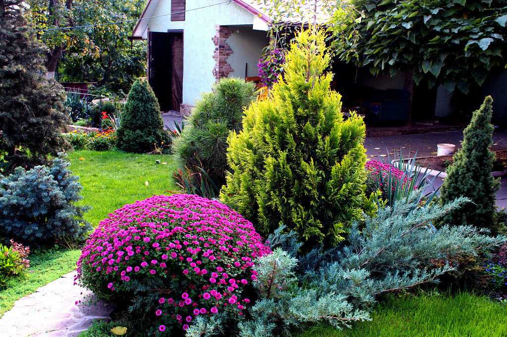 Какие растения можно сажать рядом с гортензиями, хорошее и плохое соседство