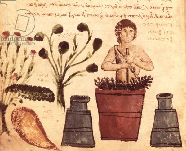 Травянистые растения: примеры и фото. история растений: цветы в древней руси