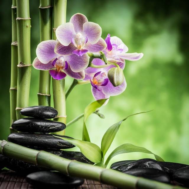 Орхидея по фен-шуй - значение цвета, правила размещения в доме