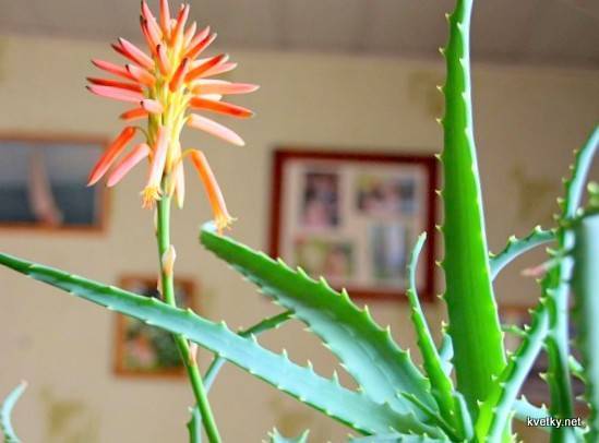 Столетник: фото как цветет, а также возможно ли этого добиться в домашних условиях и как ухаживать за растением после?