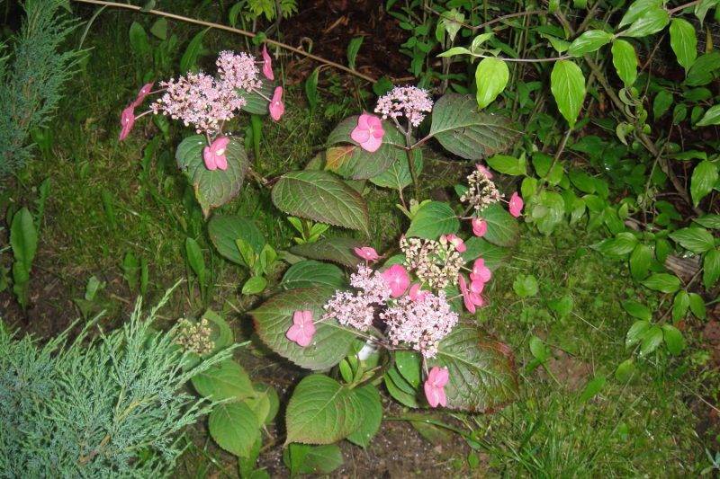 Гортензия садовая: посадка и уход в открытом, размножение, сорта и виды с фото и названиями