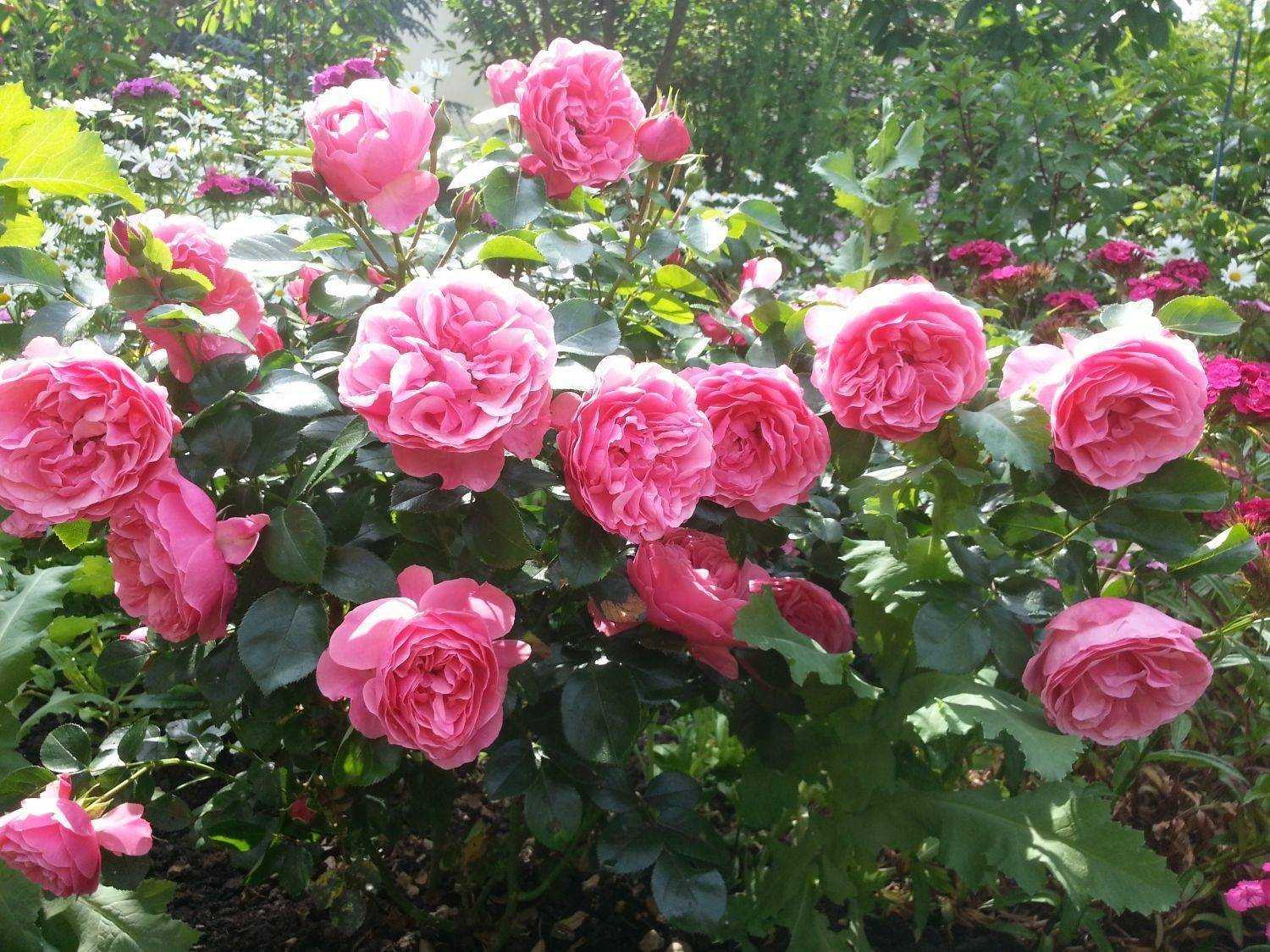 Розы флорибунда: посадка и уход в открытом грунте для новичков | дача сад огород