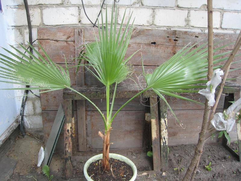 Вашингтония — самая массивная веерная пальма. уход в домашних условиях. фото — ботаничка
