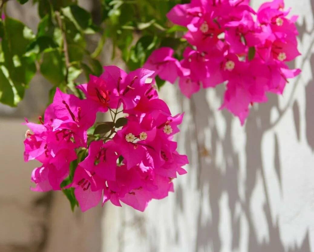Цветок бугенвиллия: описание, виды и сорта с фото + способы размножения, условия содержания, выращивание и уход в доме