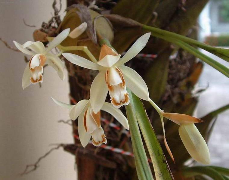 Целогина: уход за орхидеей в домашних условиях, описание и фото сортов кристата, фимбриата (fimbriata), асперата, рохуссена, специоза, флассида, овалис, миниата