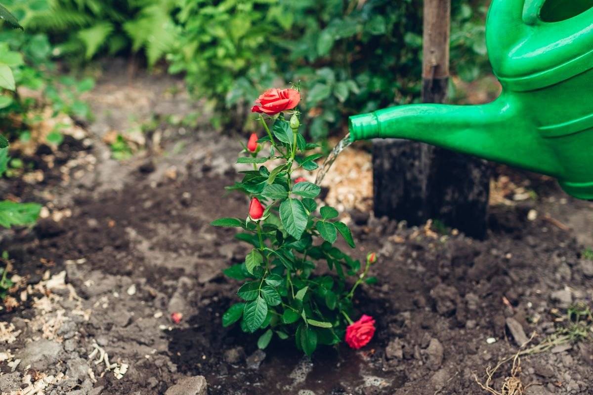 10 правил по-настоящему обильного цветения роз. посадка, обрезка, поливы, подкормки. фото — ботаничка