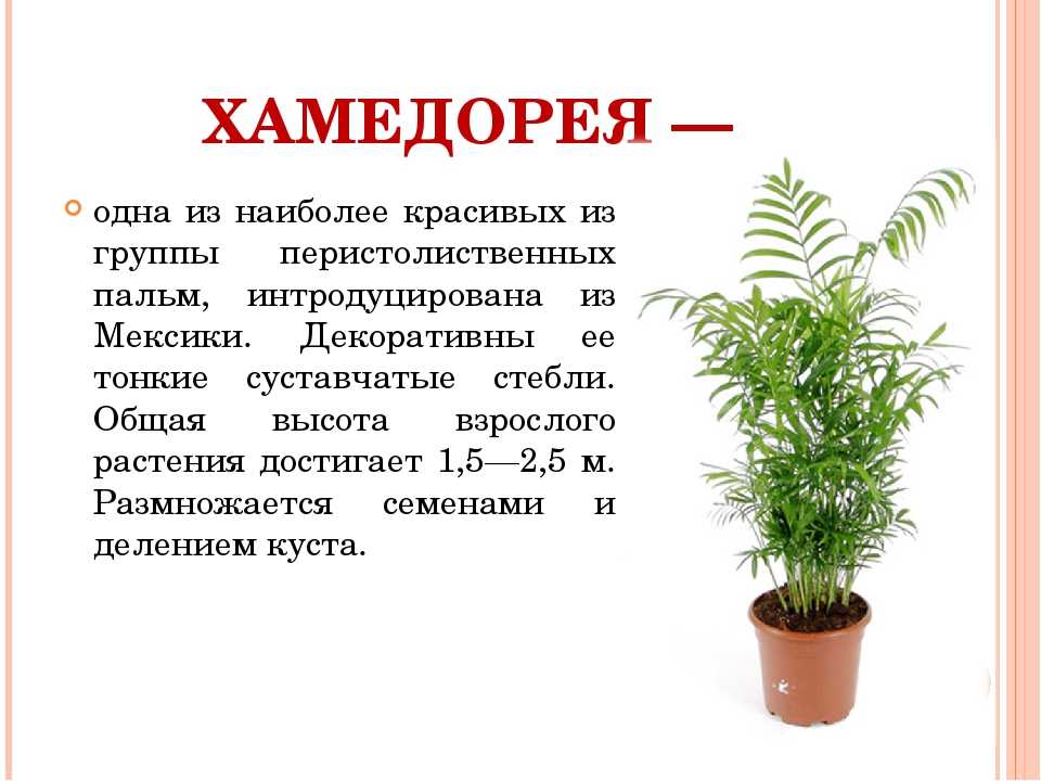 Пальма хамедорея: уход в домашних условиях, фото цветения, особенности размножения, польза