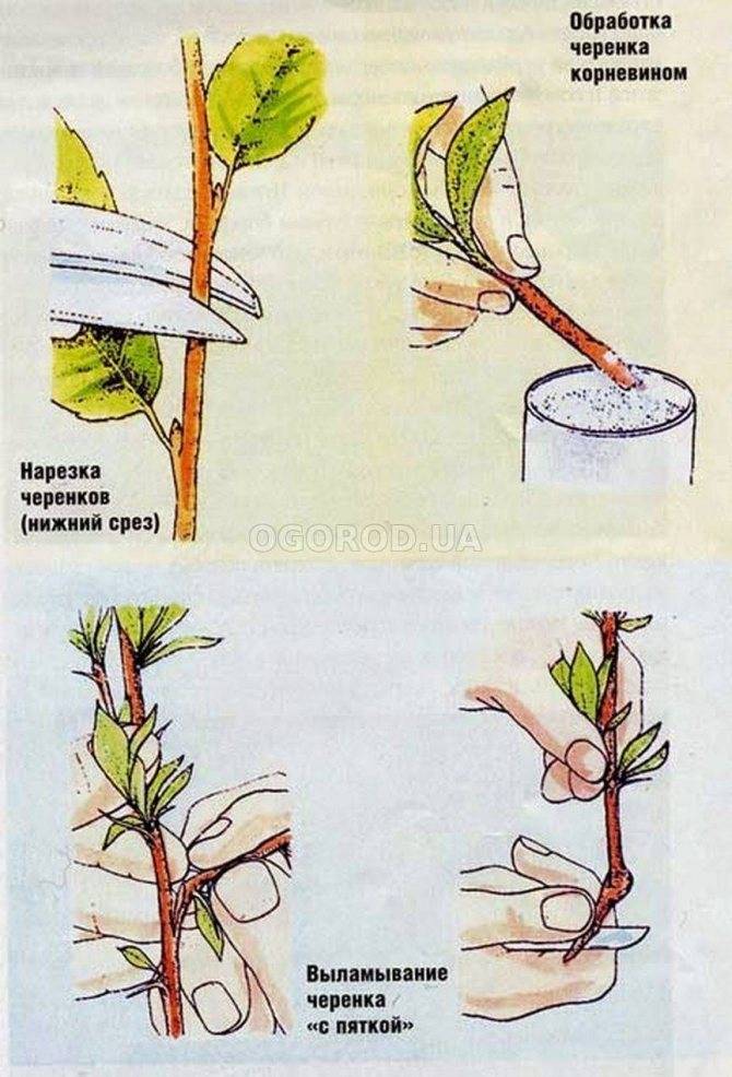 Буррито — простой и эффективный метод размножения роз
