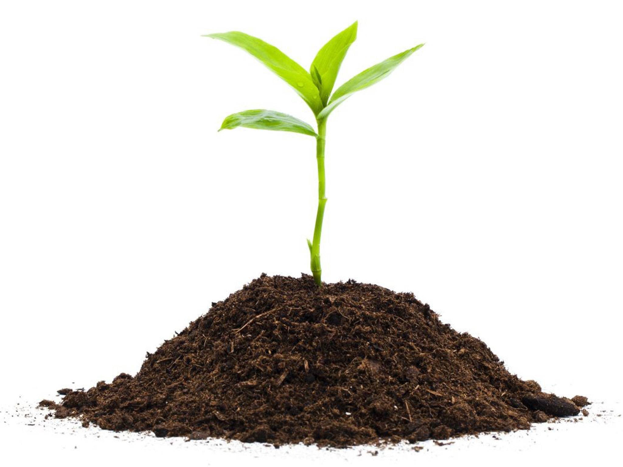 Почва для комнатных растений: обзор эксперта!