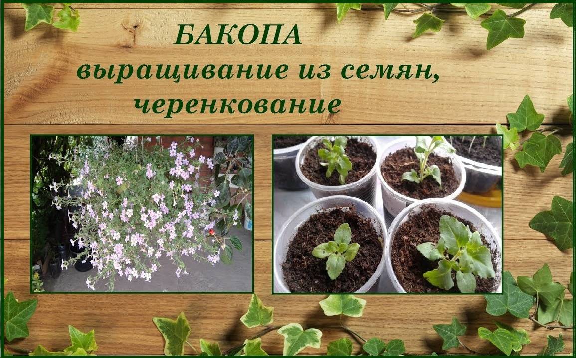 Бакопа - фото, уход, выращивание из семян в домашних условиях, размножение, болезни