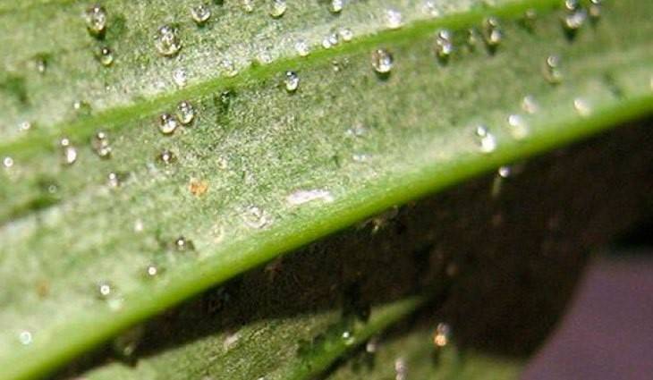 Липкие капли на листьях орхидеи: причины и методы лечения