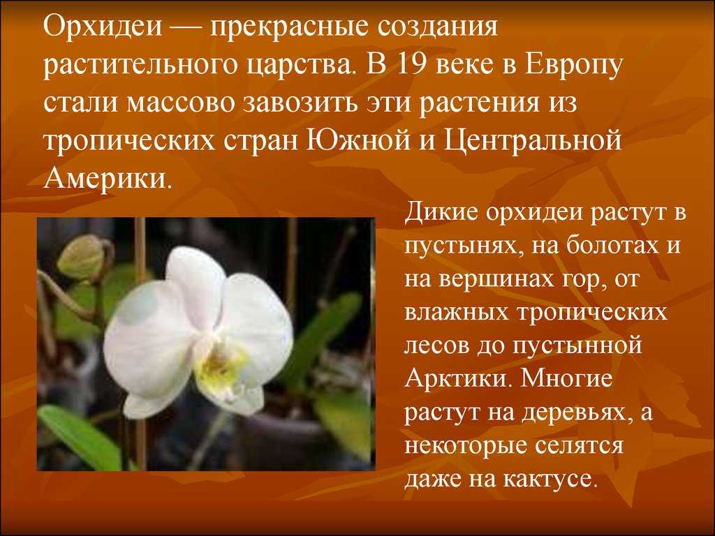 Какие существуют мифы и легенды об орхидеях