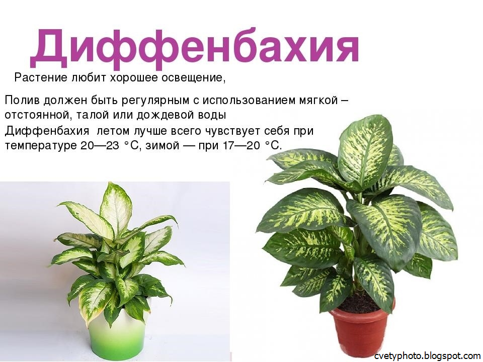 Список комнатных растений с красными листьями: фото, описание