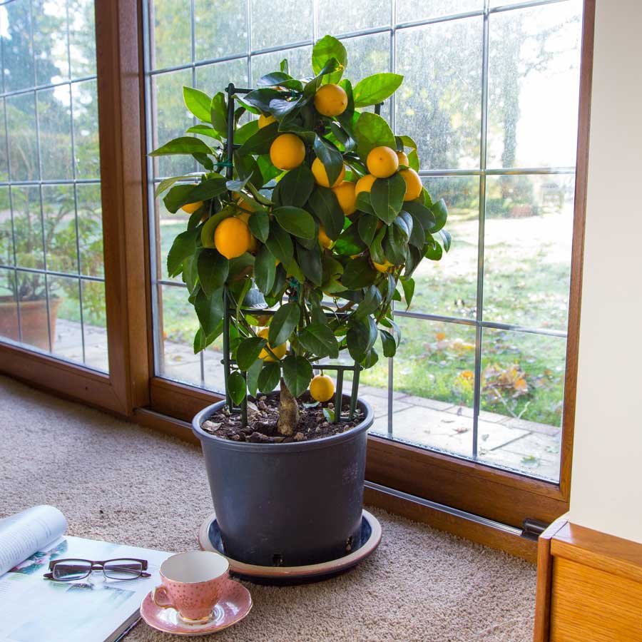 4 цитрусовых дерева для выращивания в домашних условиях.