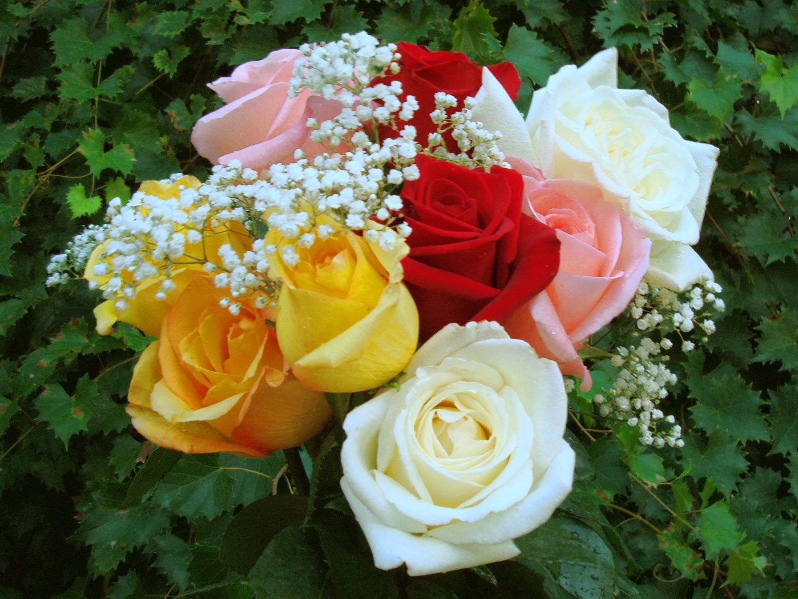 22 лучших вида и сорта роз: маленькие, высокие, оранжевые, жёлтые
