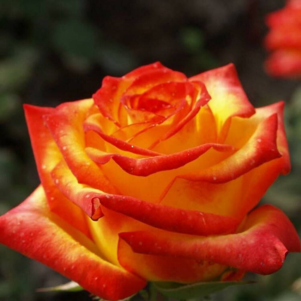 Роза хай мэджик (high magic) — что это за гибридный сорт, описание