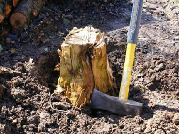 Как удалить поросль деревьев с участка: советы от опытных садоводов