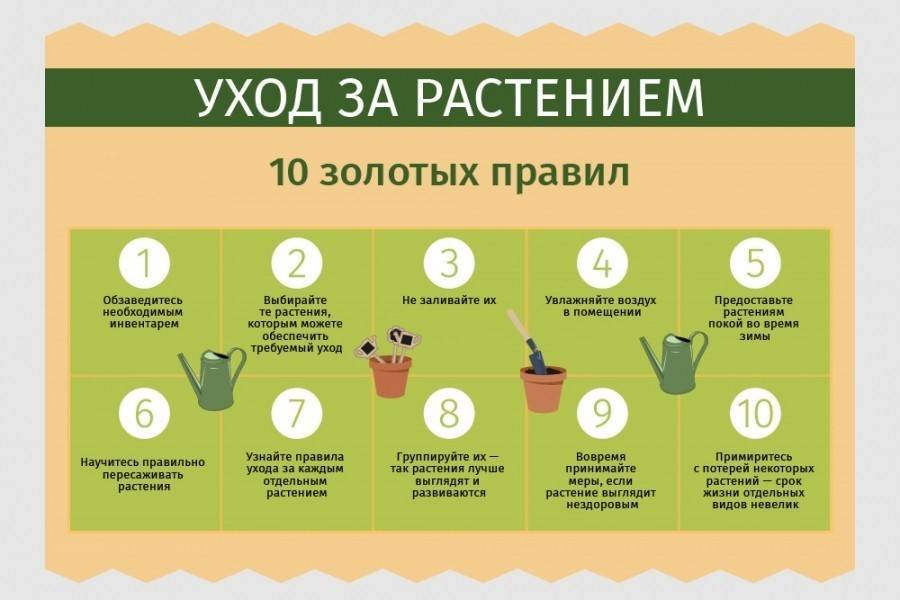 Как часто поливать кактус в домашних условиях?