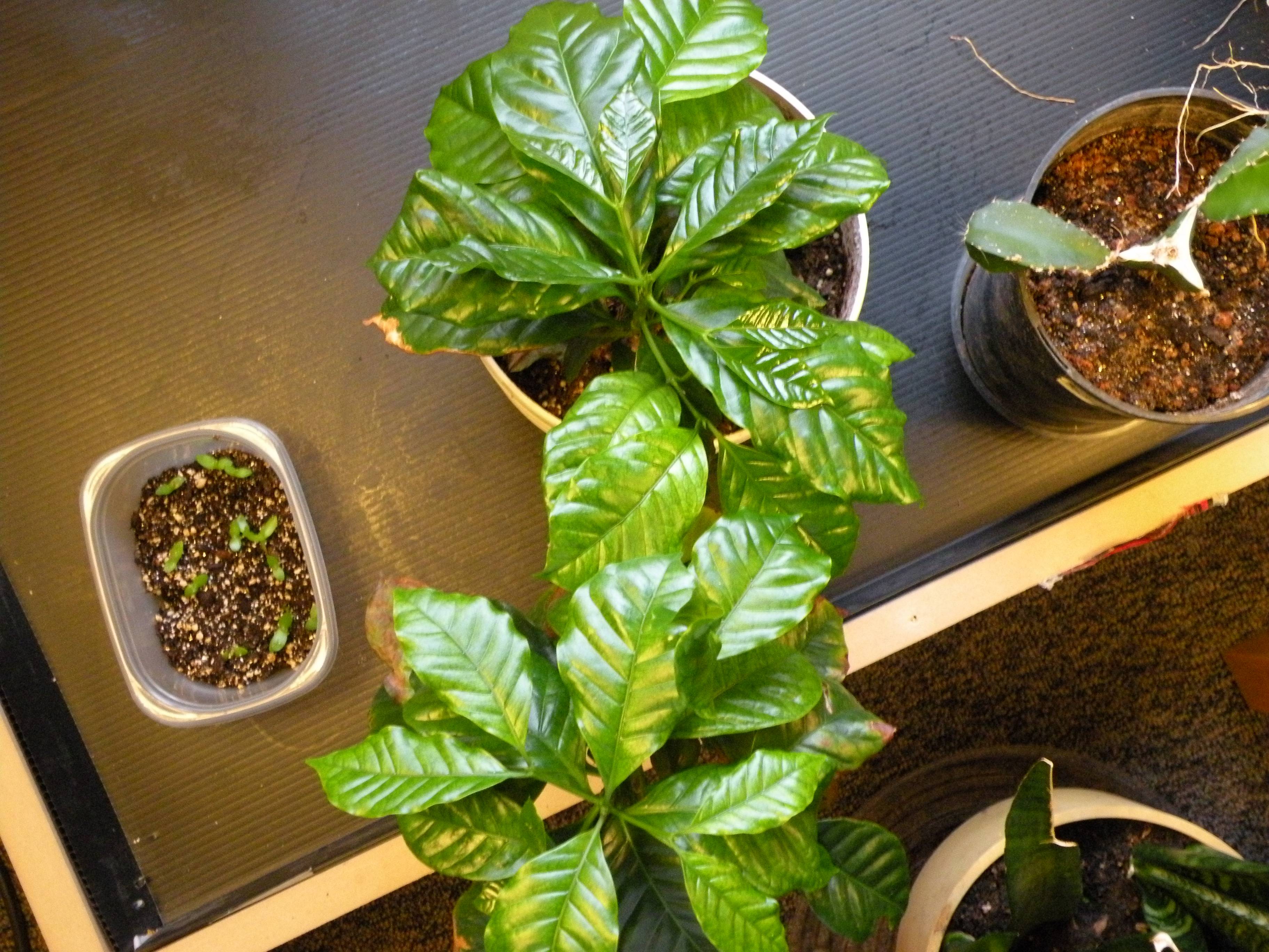 Растение кофе арабика в домашних условиях как ухаживать