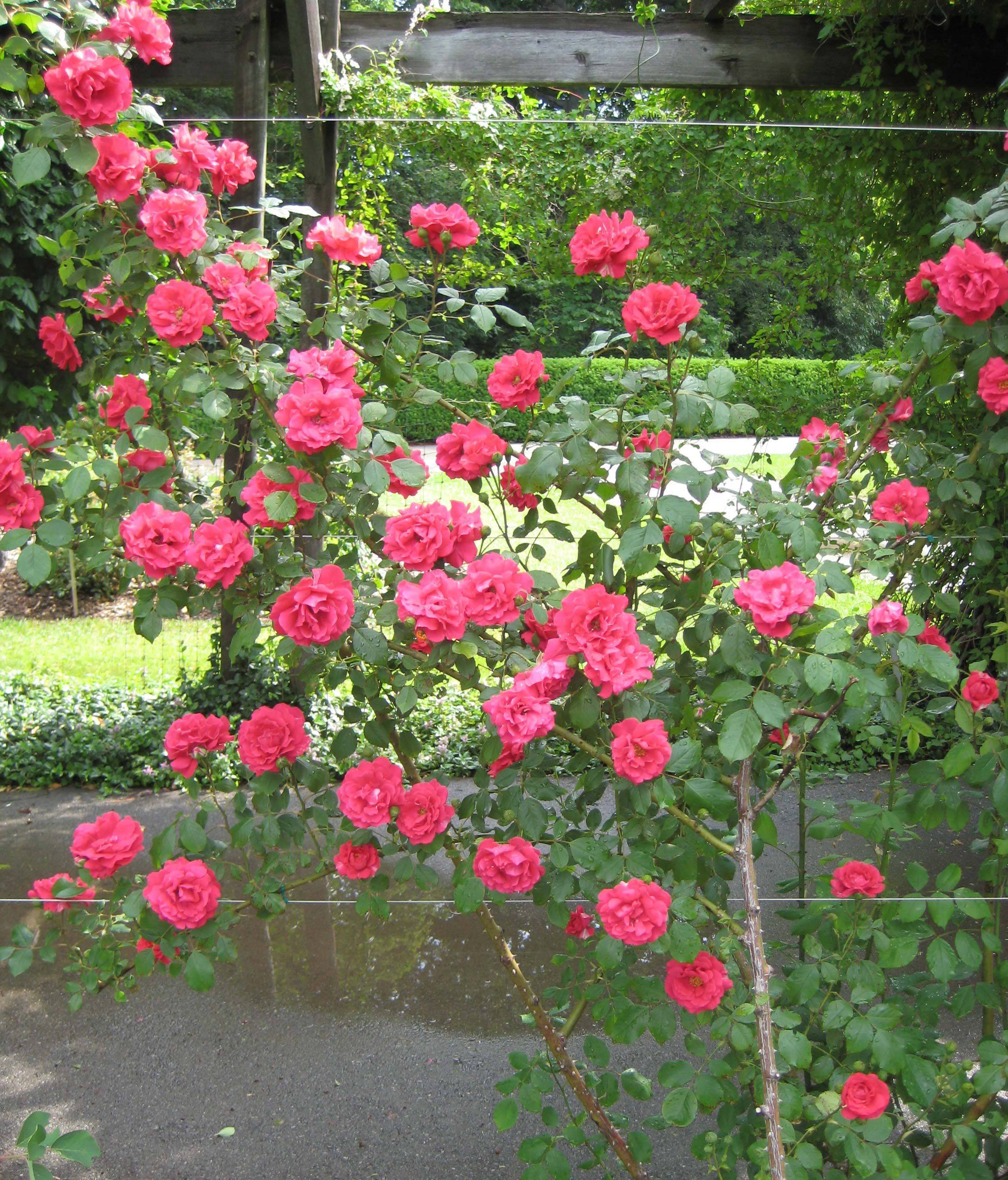 Плетистая роза — королева вертикального ландшафта: посадка и уход