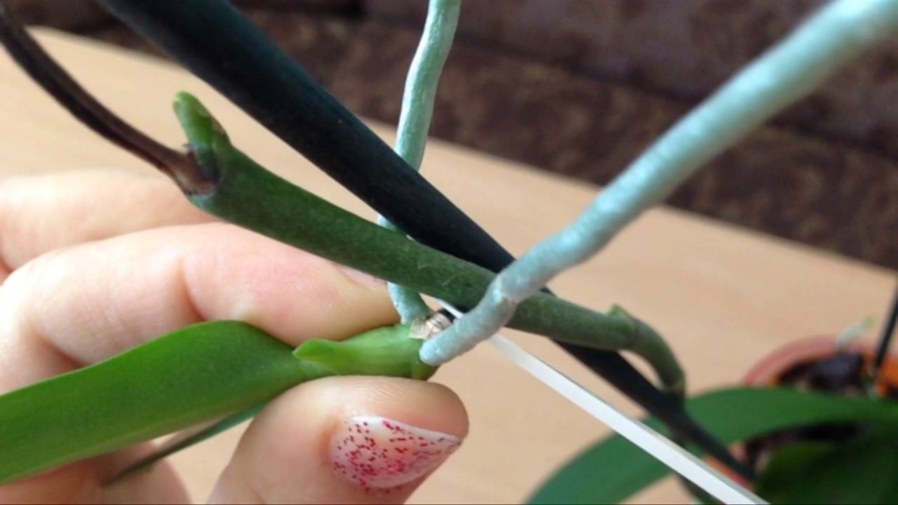 Рассказываем, как посадить отросток орхидеи в домашних условиях