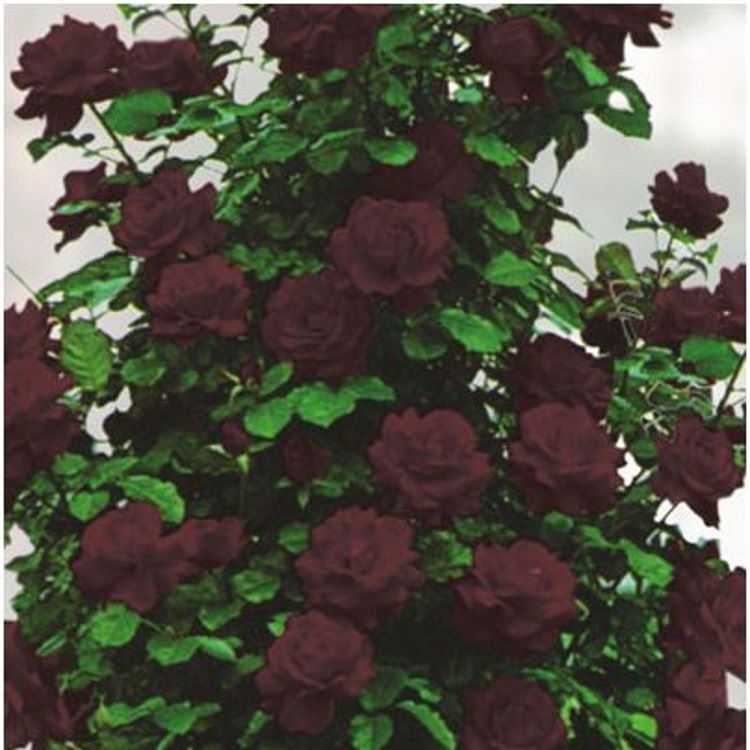 Сорт розы черный принц описание фото | мой сад и огород