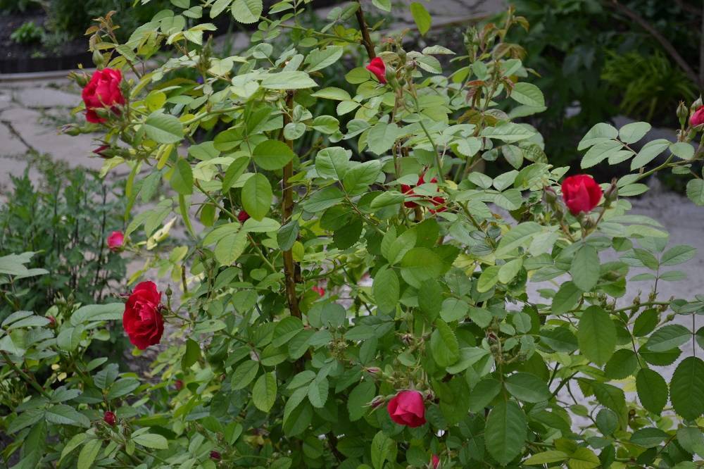 Плетистая роза «фламентанц»: описание и фото