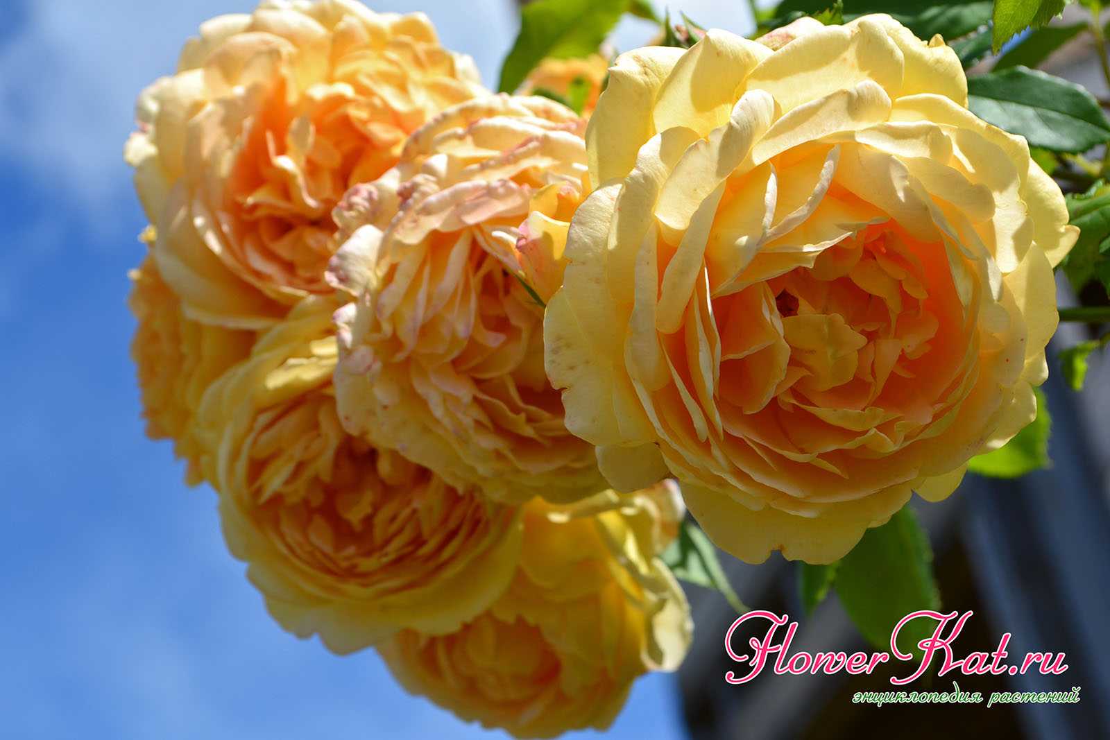 Роза голден селебрейшен (golden celebration) - английские розы: описание