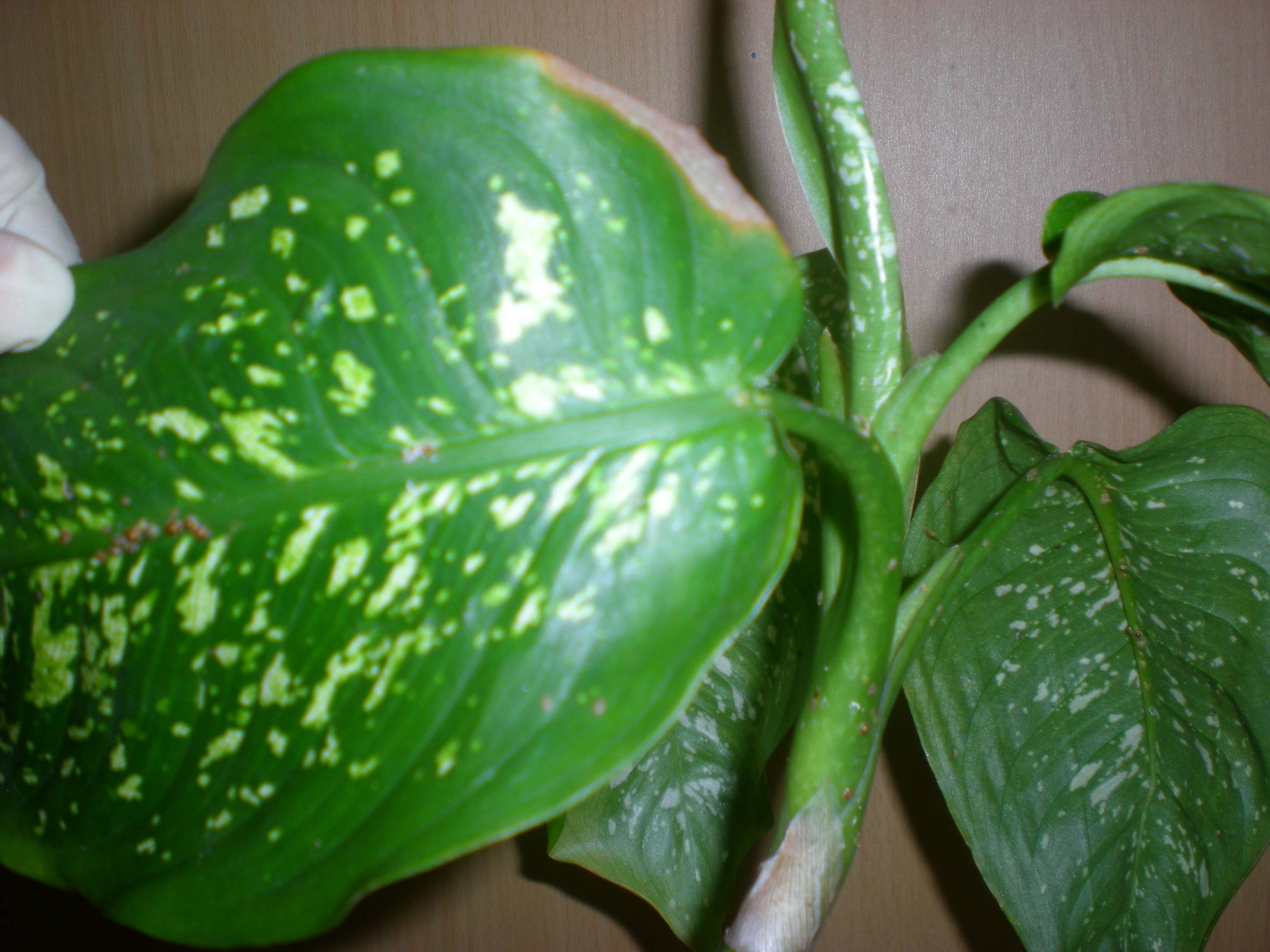 Диффенбахия: что делать, если желтеют и сохнут листья, причины, уход и размножение диффенбахии