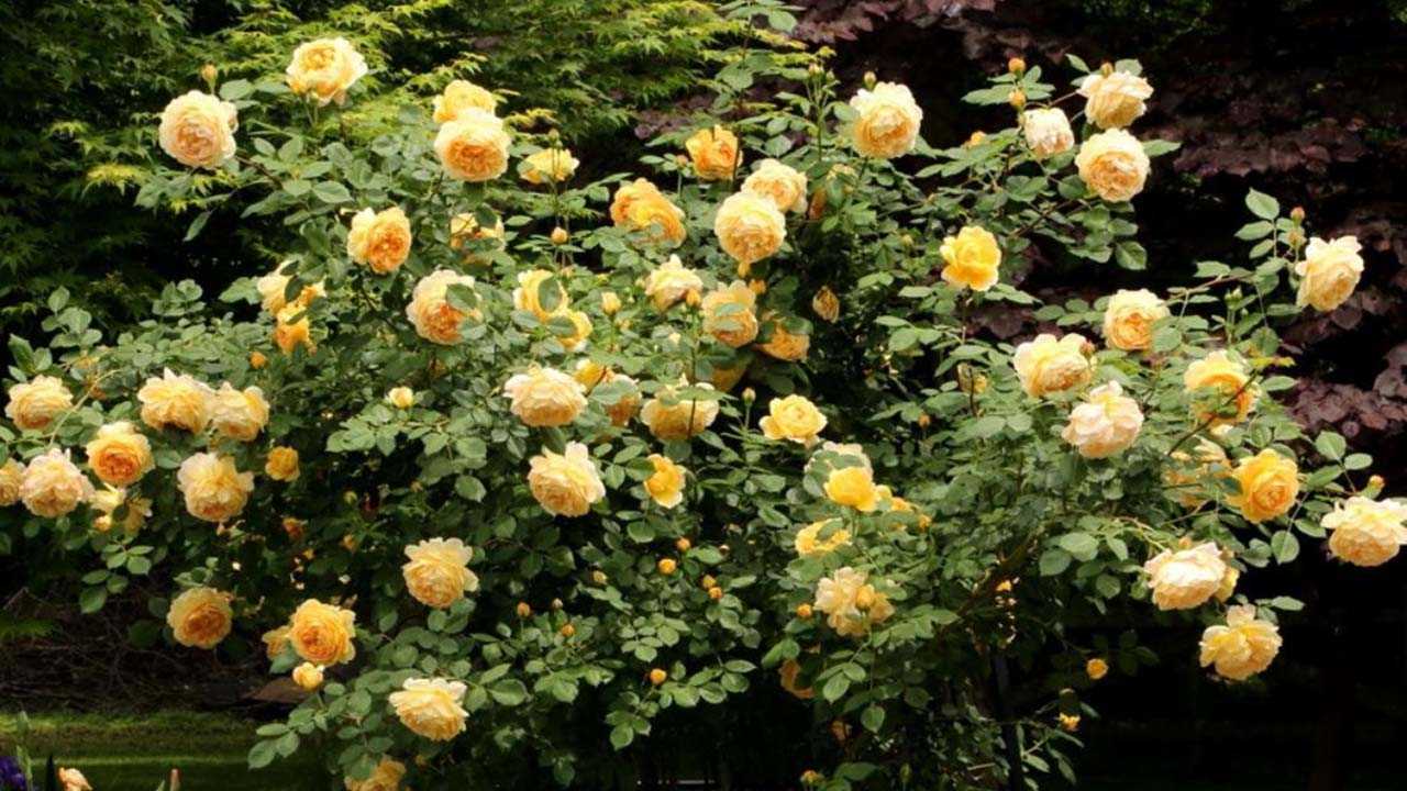 Розу голден селебрейшен: описание и основные характеристики
