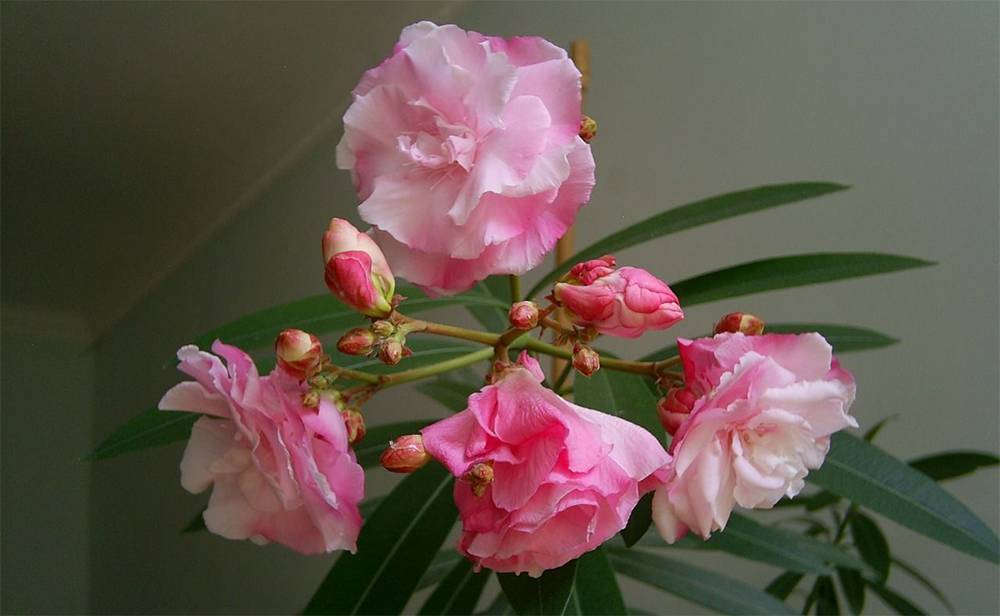 Цветок "олеандр": описание, фото, можно ли держать в доме