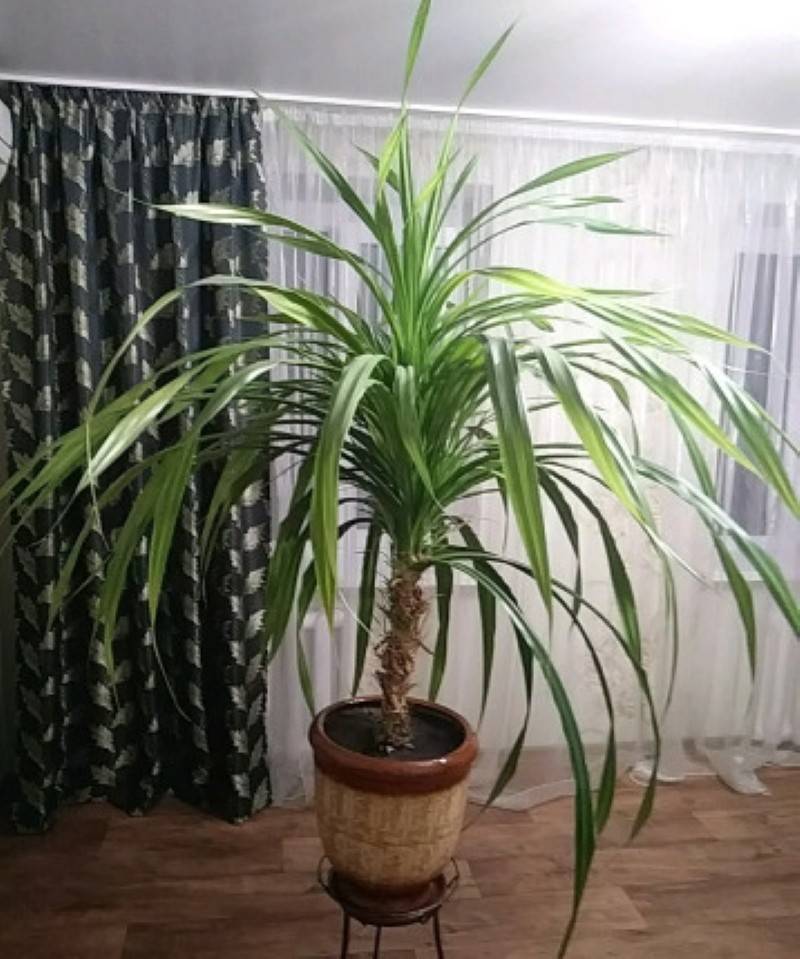 Панданус - винтовая пальма: фото, советы по уходу | flori-da.ru