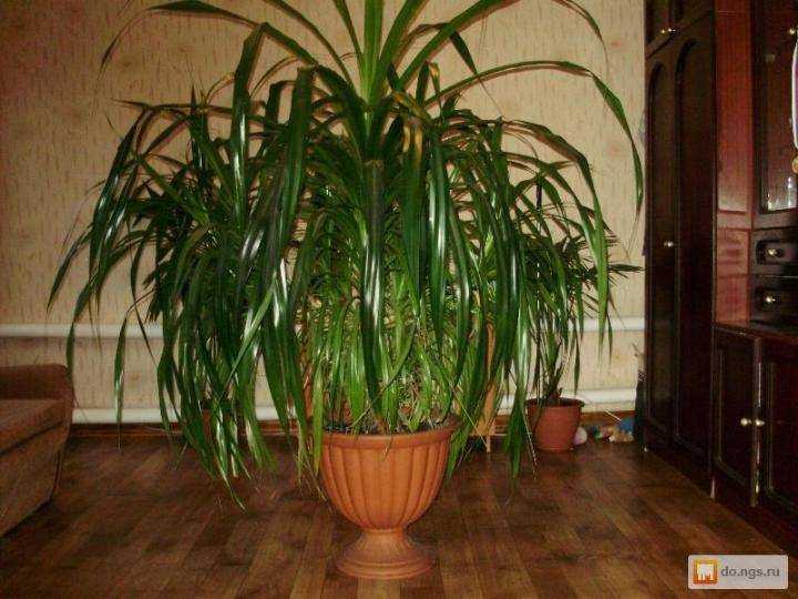 Винтовая пальма панданус: можно ли держать дома, как ухаживать, свойства и сорта
