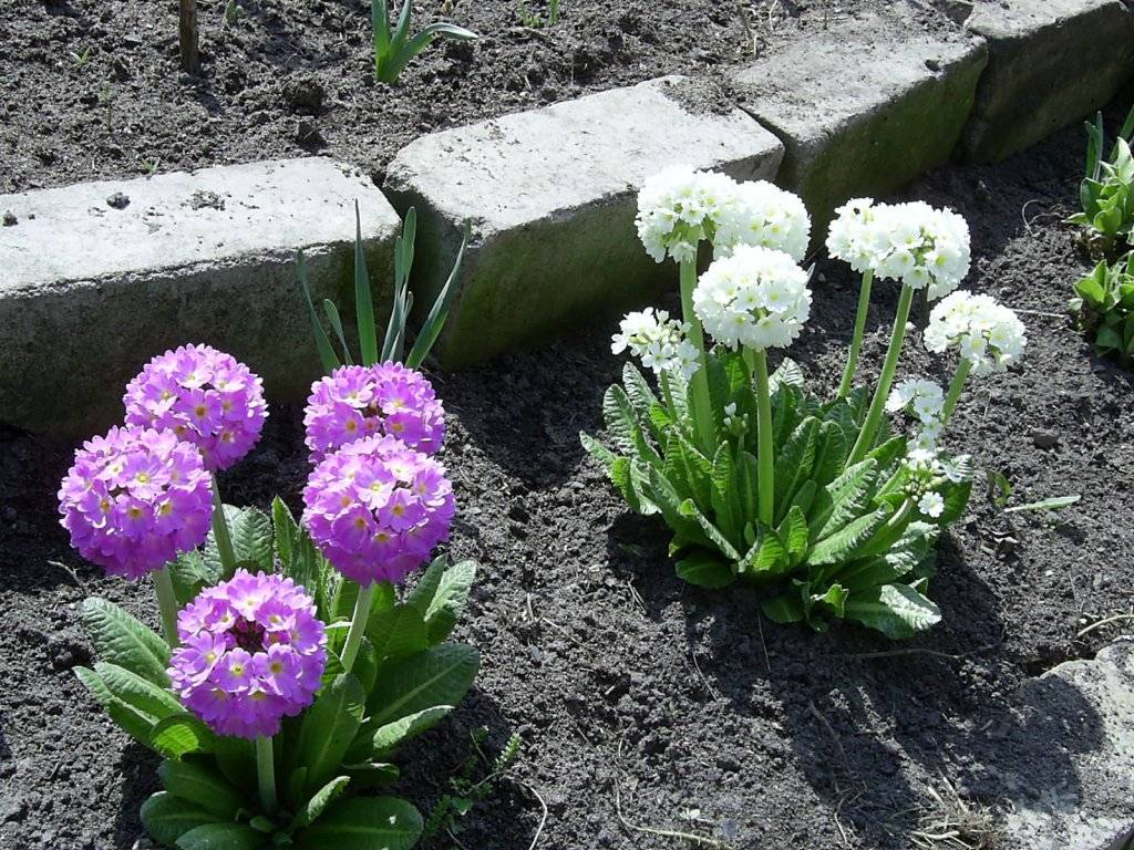 Примула многолетняя садовая: посадка и уход, особенности растения