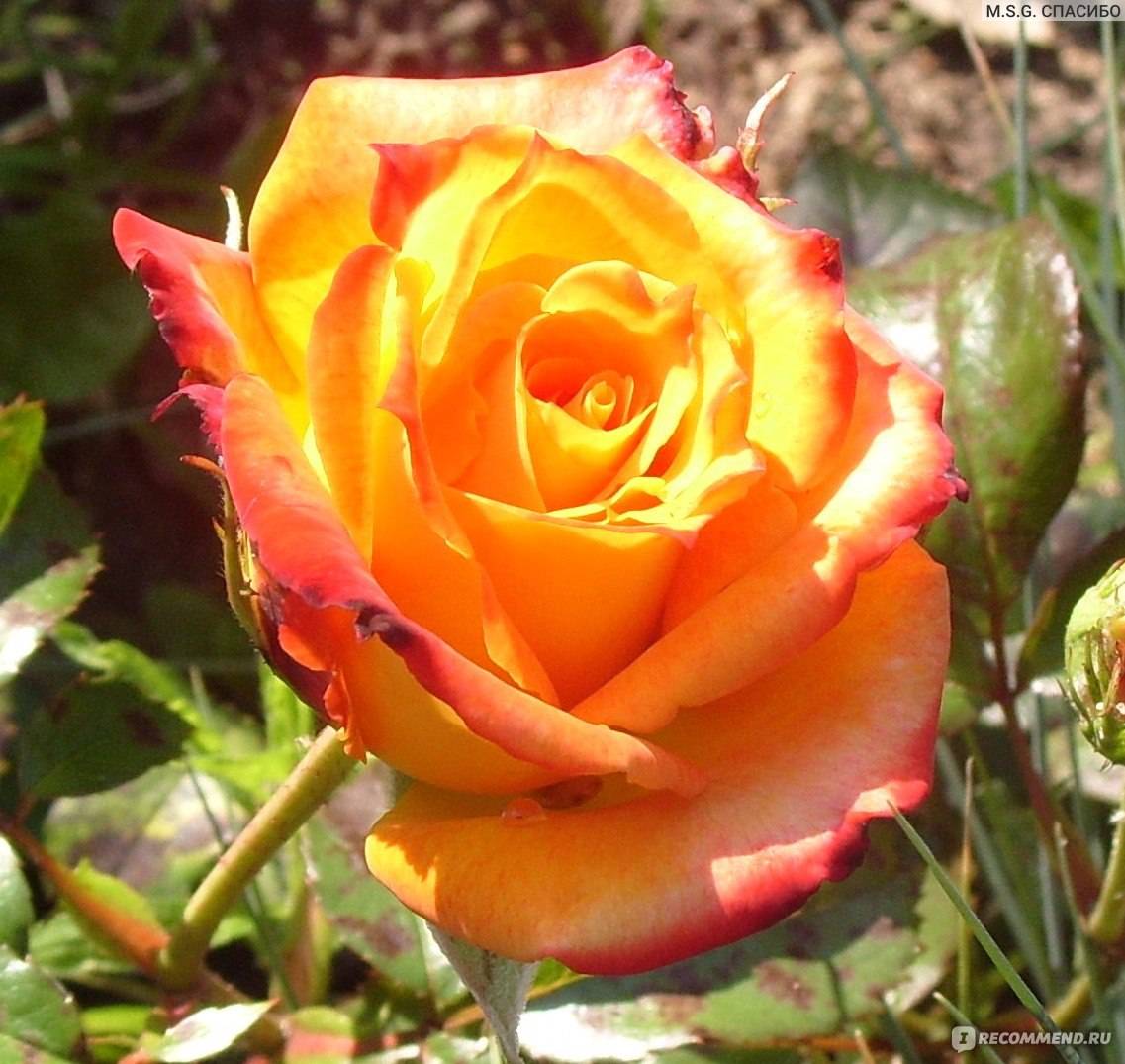 Оранжевые розы: лучшие сорта с фото, посадка и уход за розами