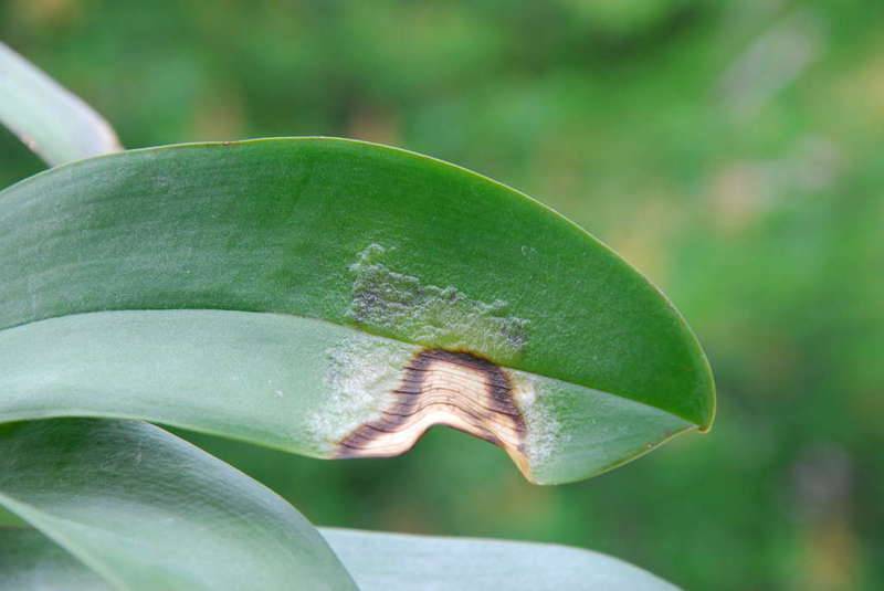 Болезни орхидей фаленопсис: фото и лечение, еще почему вянут цветы, причины белого налета, пятен, паутины, точек и липких капель, потеря тургора и как восстановить?