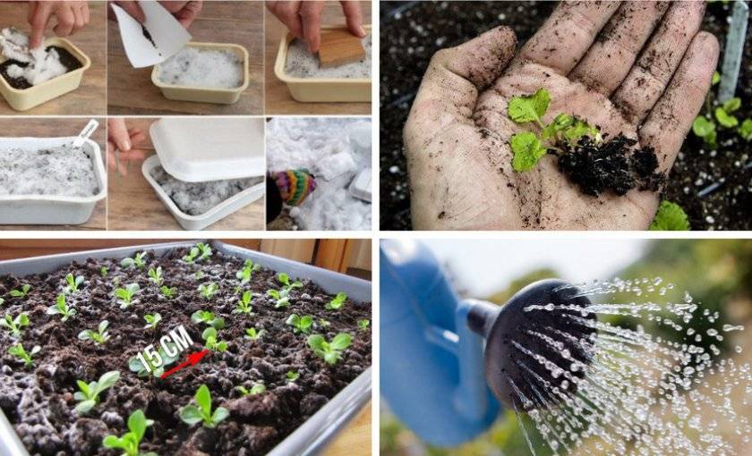Этапы выращивания примулы из семян в домашних условиях: посев, стратификация