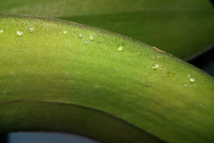Липкие капли на листьях орхидеи: что делать, если появился налет и пятна, почему цветонос покрылся сладкими капельками или смолой - причины болезни фаленопсиса