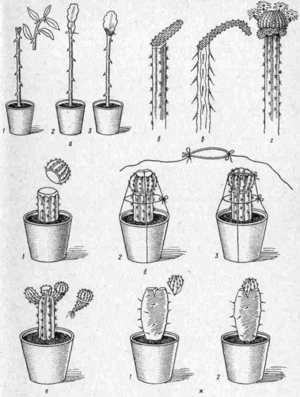 Выращивание кактусов из семян