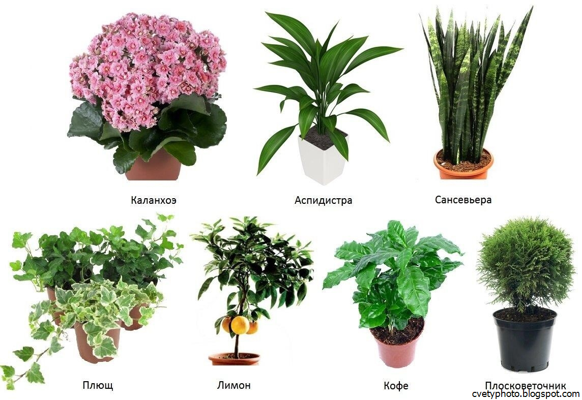 Самые красивые комнатные растения