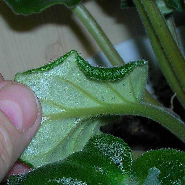 Почему скручиваются листья у фиалки: 4 основные причины