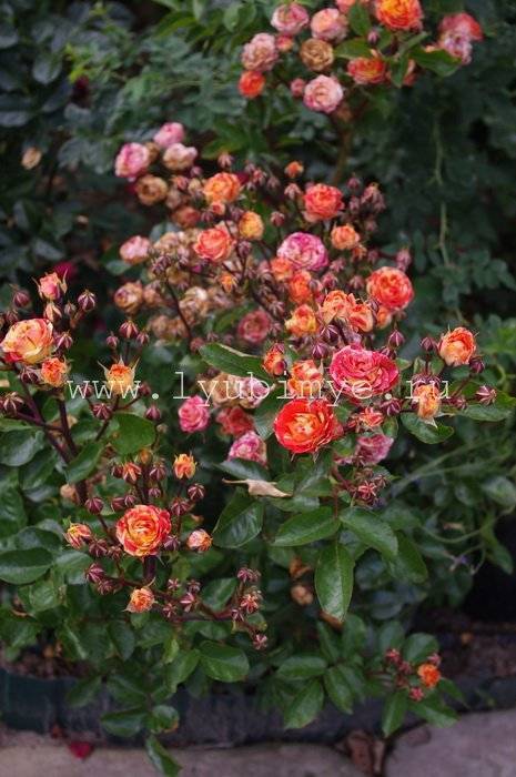 ✅ о розе fire flash: описание и характеристики, выращивание сорта кустовой розы - tehnomir32.ru