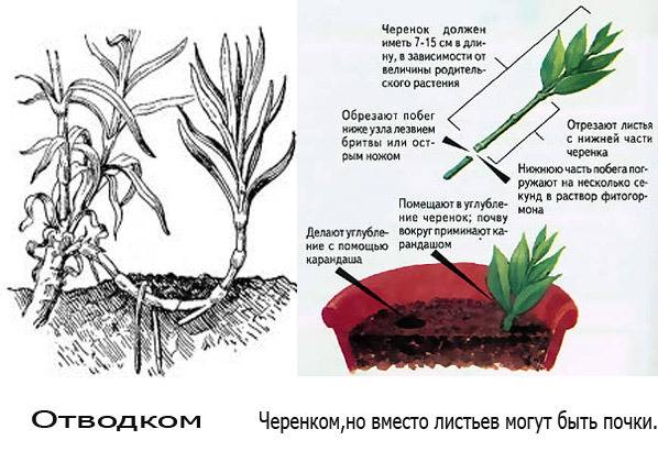 Пионы: выращивание и уход в саду, способы размножения