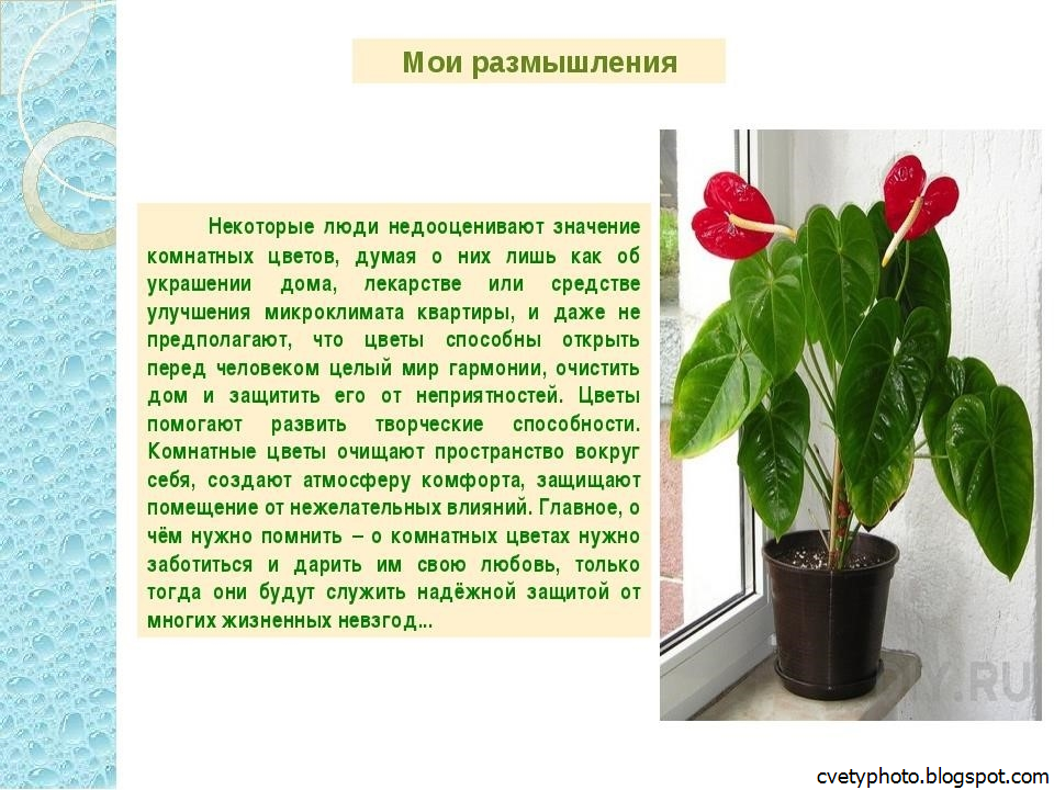 Садовые растения и цветы с красными листьями: их названия, фото и описания