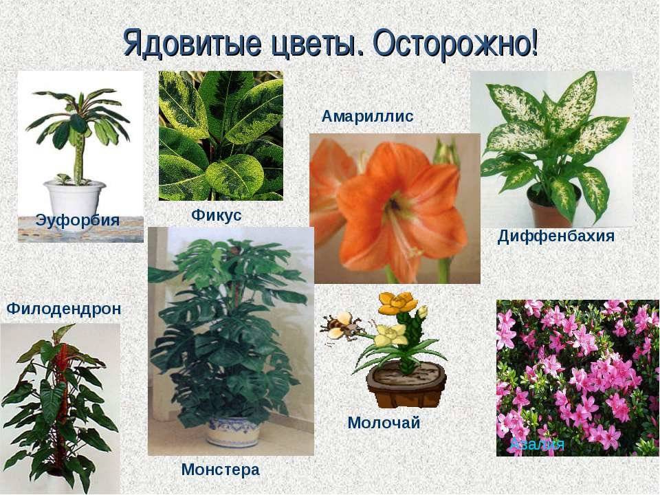 Комнатные цветы с красными цветками: название и описание видов растений, как называются белые цветы с красной серединкой