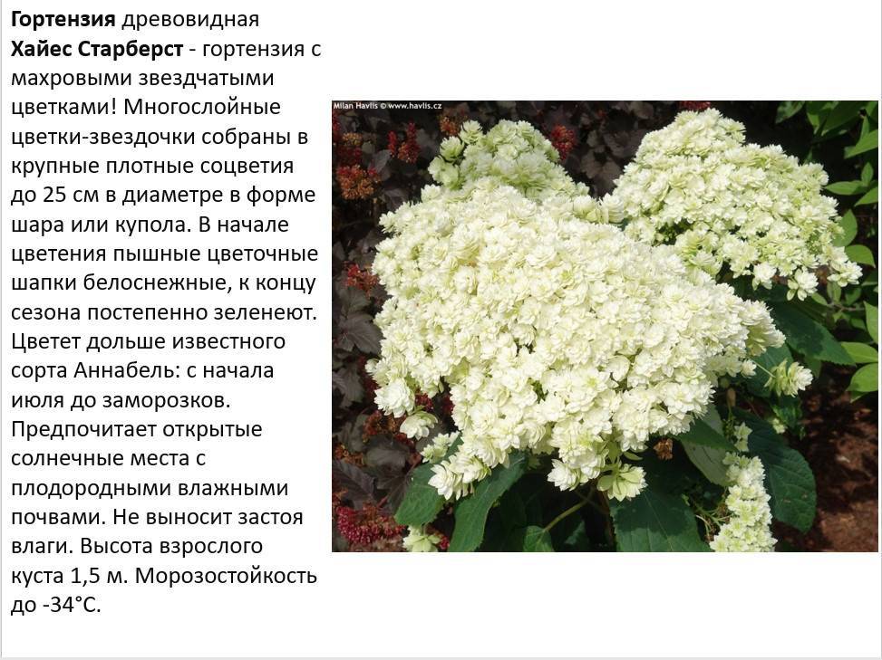 Гортензия древовидная хайес старберст: фото в саду, уход и зимовка