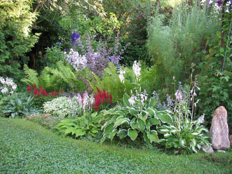 Астильба арендса - эффектное украшение сада. выращивание и уход